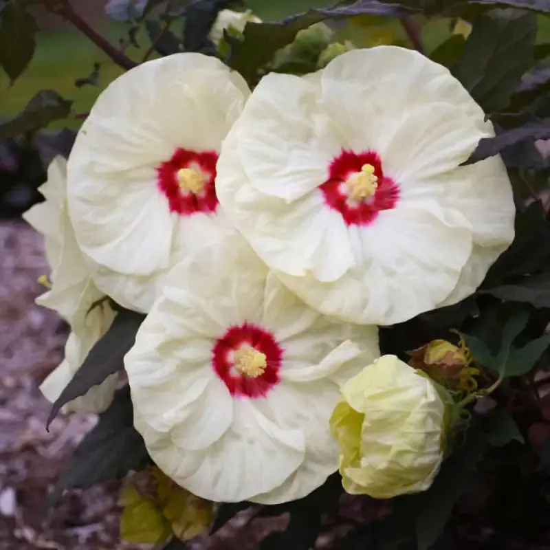 Hibiscus Summerific ‘French Vanilla’