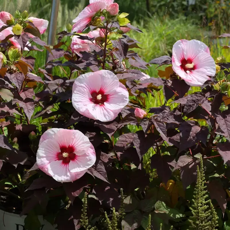Hibiscus Summerific ‘Perfect Storm’