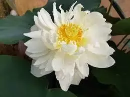 High Cotton – Lotus