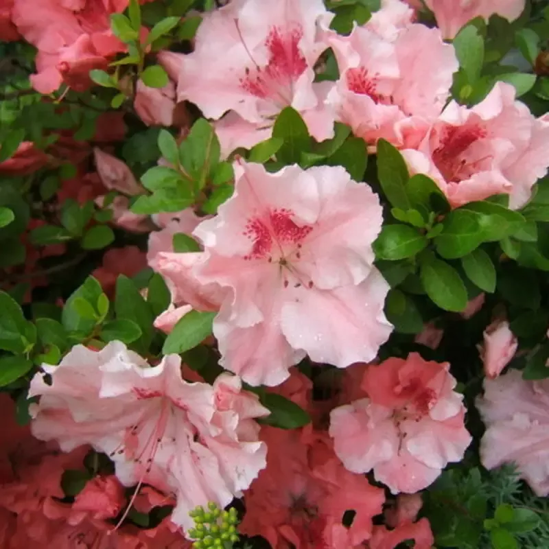 Hilda Niblett Azalea