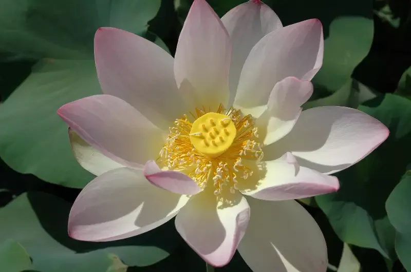 Hindu – Lotus