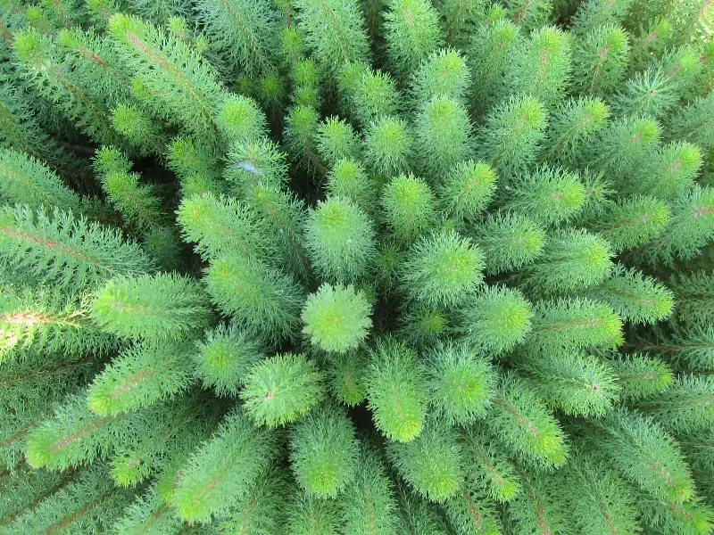 Hippuris ssp. “Feathery Mares Tail”
