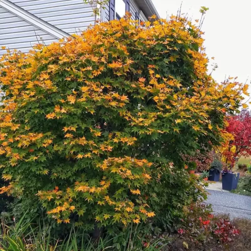 Hogyoku Japanese Maple