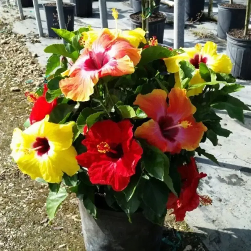 Hollywood Hibiscus™ Bloom Bash™ Tropical Hibiscus