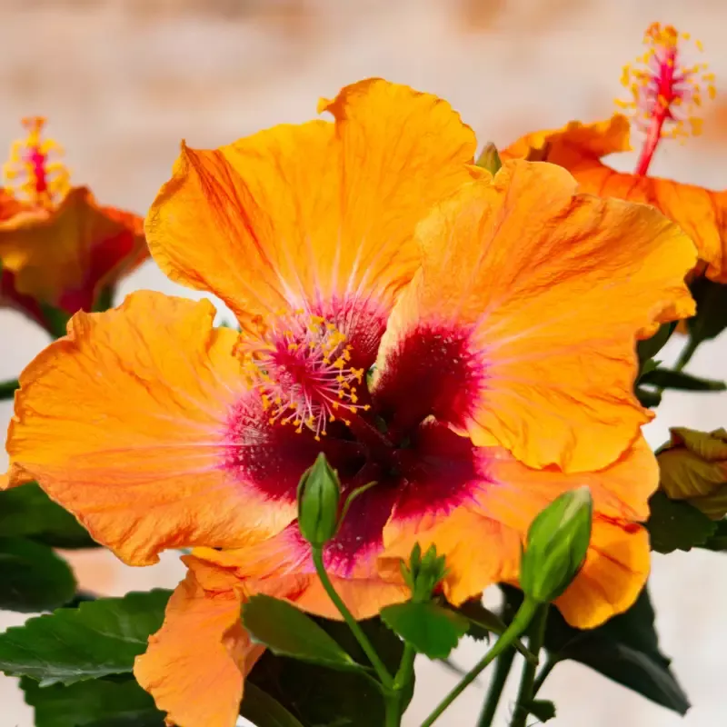 Hollywood Hibiscus™ Disco Diva™ Tropical Hibiscus
