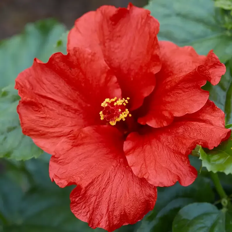 Hollywood Hibiscus™ First to Arrive™ Tropical Hibiscus
