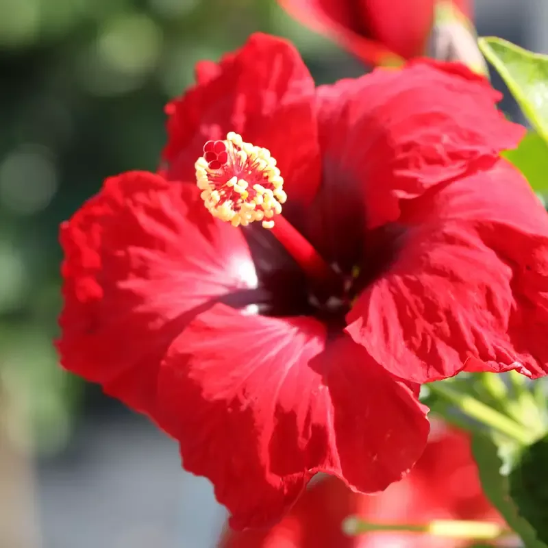 Hollywood Hibiscus™ Hot Shot™ Tropical Hibiscus