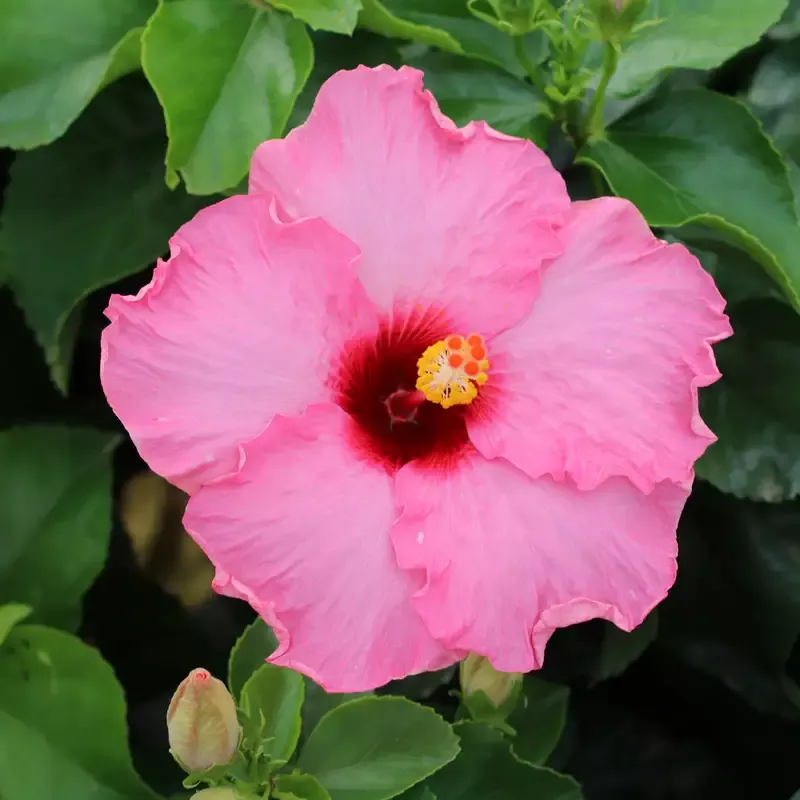 Hollywood Hibiscus™ Talk of the Town™ Tropical Hibiscus