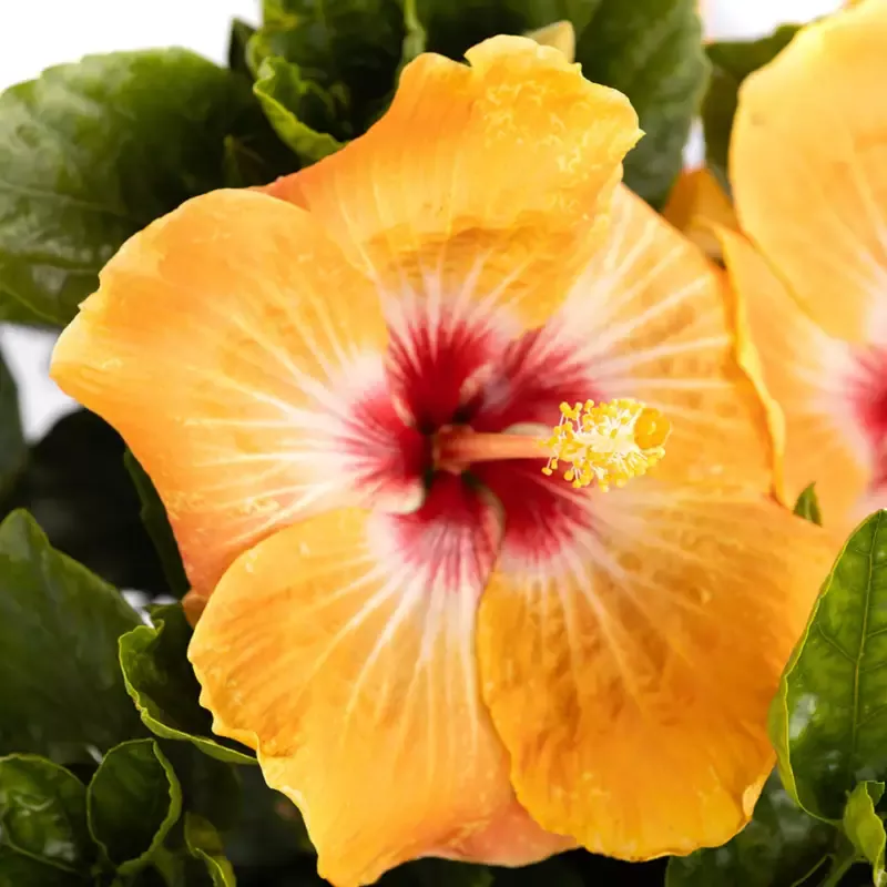 Hollywood Hibiscus™ VIP™ Tropical Hibiscus