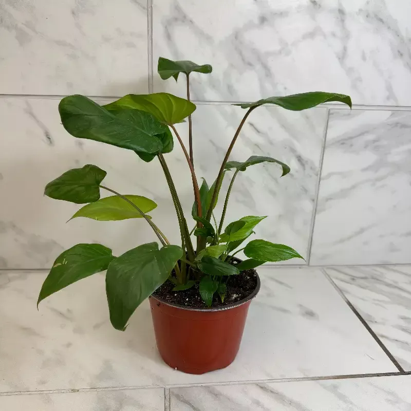 Homalomena, 6″ Plant