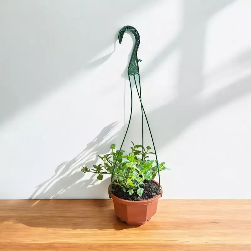 Homestead Purple Verbena hanging basket