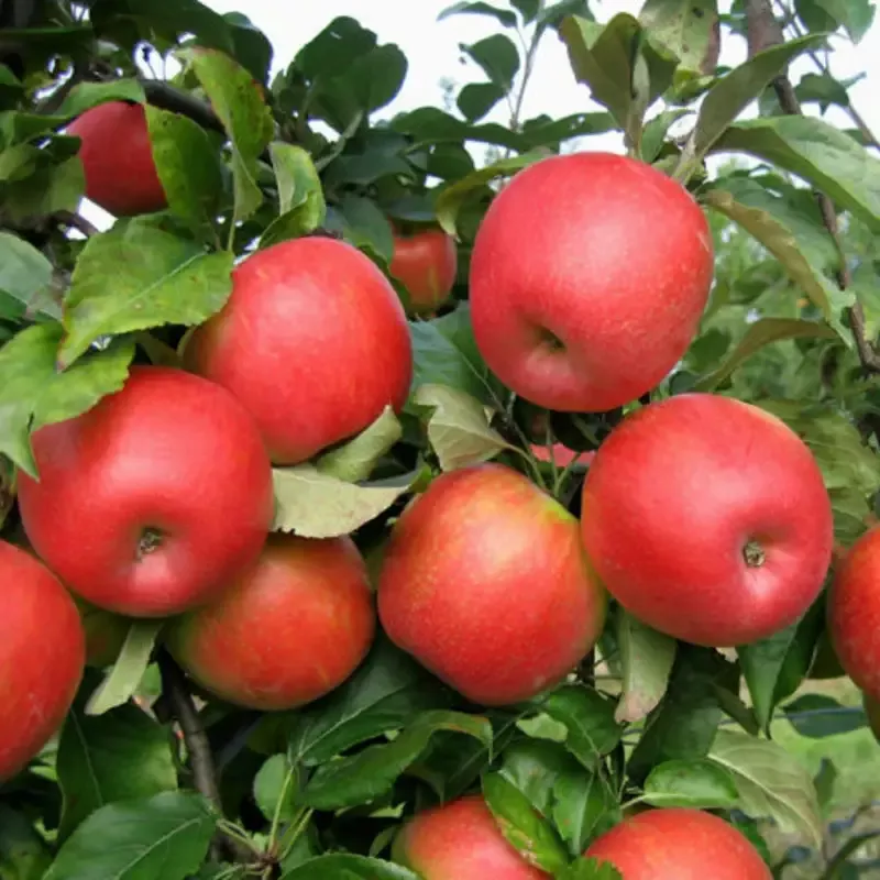 Honey Crisp Apples