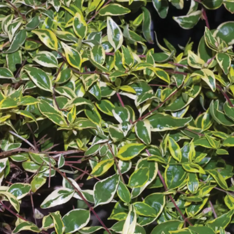 Hopley’s Abelia