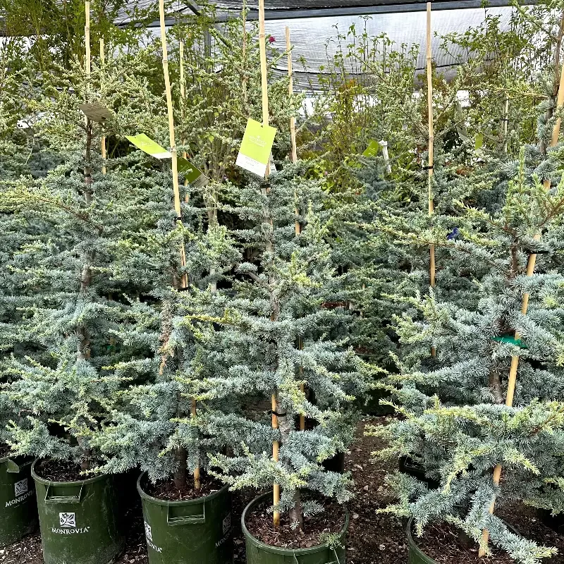 ‘Horstmann’ Blue Atlas Cedar