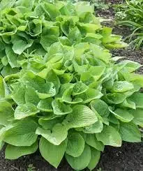 Hosta- August Moon