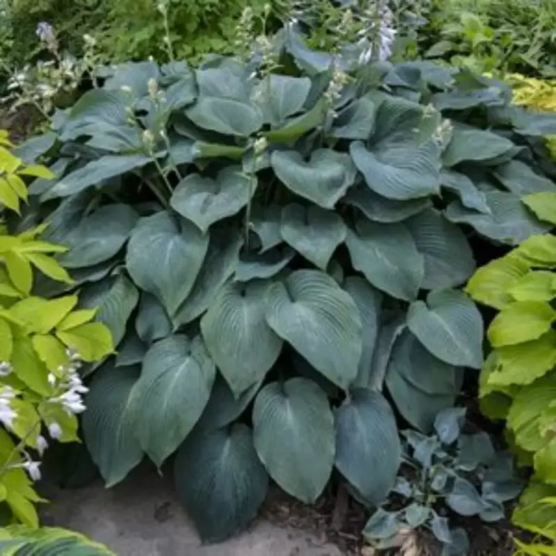 Hosta ‘Blue Angel’ Plantain Lily