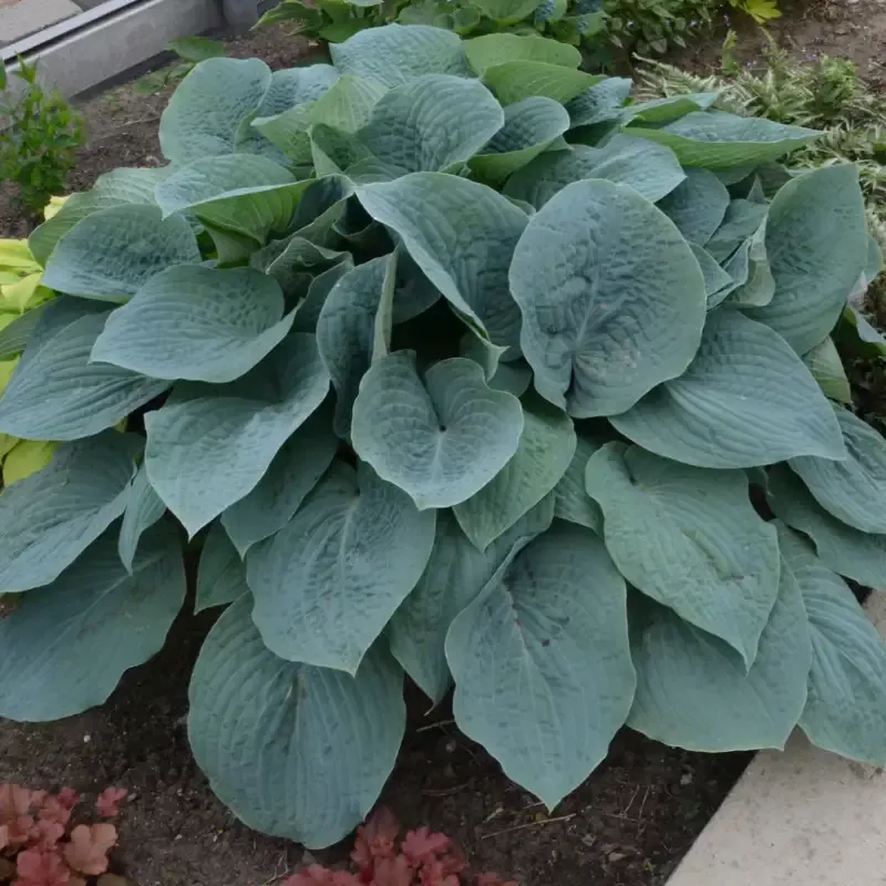 Hosta ‘Blueberry Muffin’