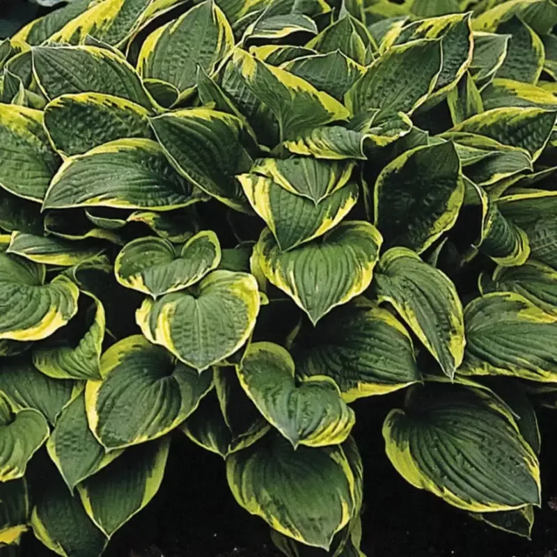 Hosta ‘Fortunei Aureomarginata’