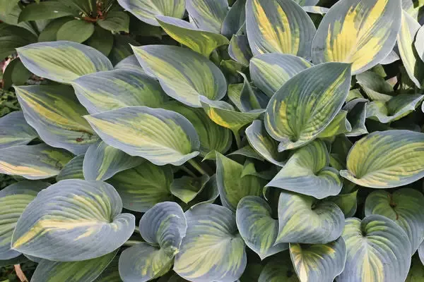 Hosta ‘June’
