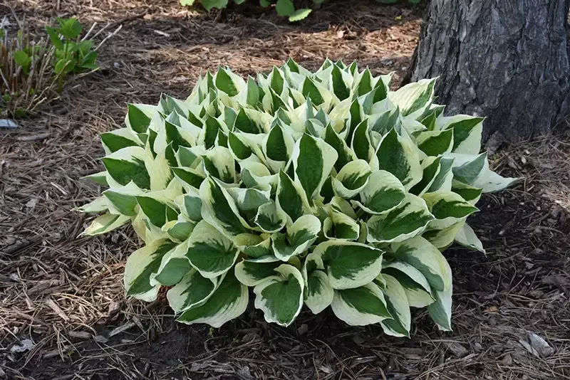 Hosta- Patriot