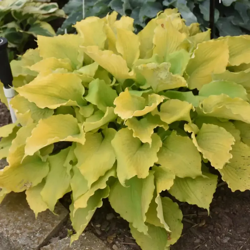 Hosta Shadowland ‘Echo the Sun’