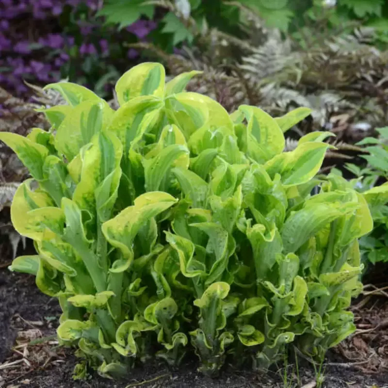 Hosta Shadowland ‘Wheee! – [EG]