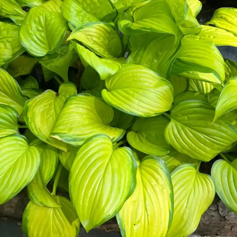 Hosta ‘Stained Glass’ – [EG]