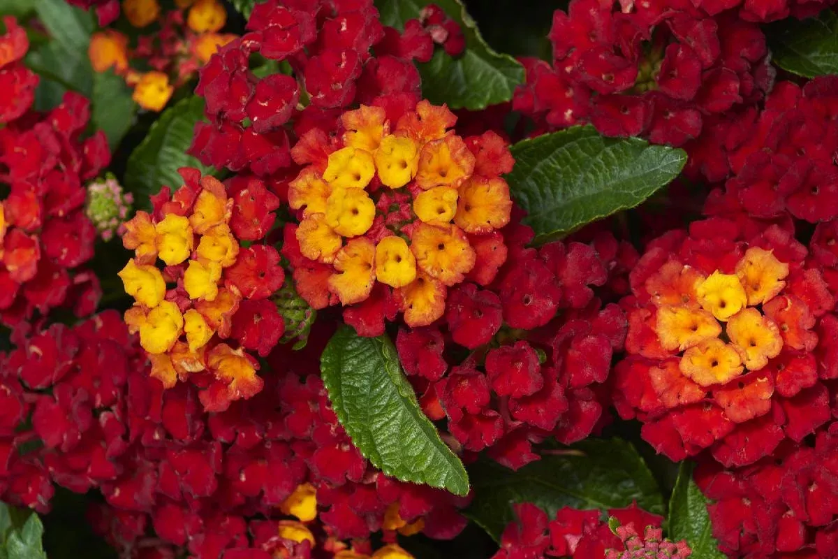 Hot Blooded™ Lantana