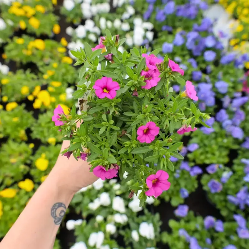 Hot Pink Calibrachoa
