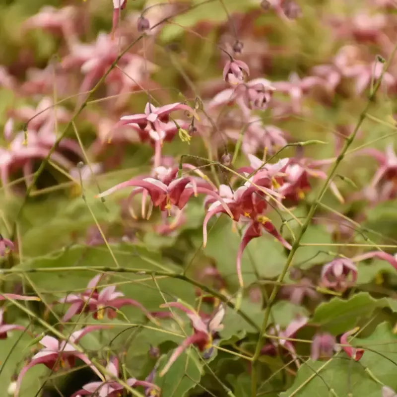 ‘Hugs and Kisses’ Barrenwort (Epimedium)