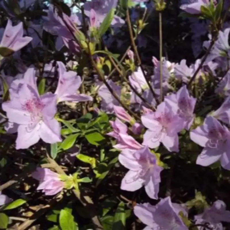 Hybrid Mildred Mae Azalea