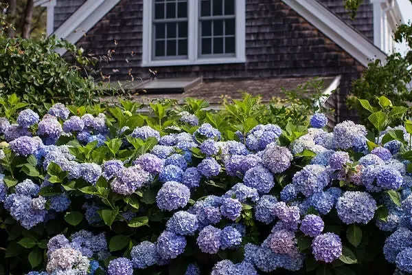 Hydrangea- Endless Summer the Original-Pink to Blue : 2 Gallon