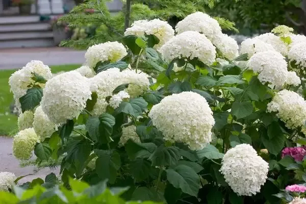Hydrangea- Incrediball Hydrangea-2 Gallon