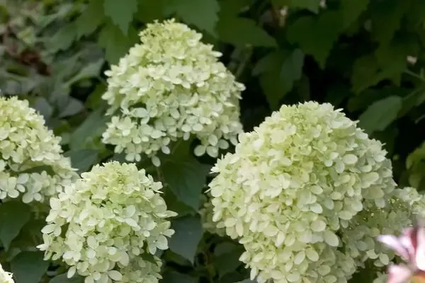 Hydrangea Little Lime