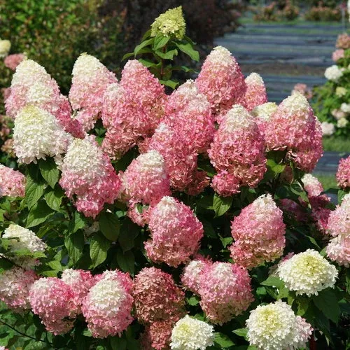 Hydrangea pan Quick Fire Fab #3