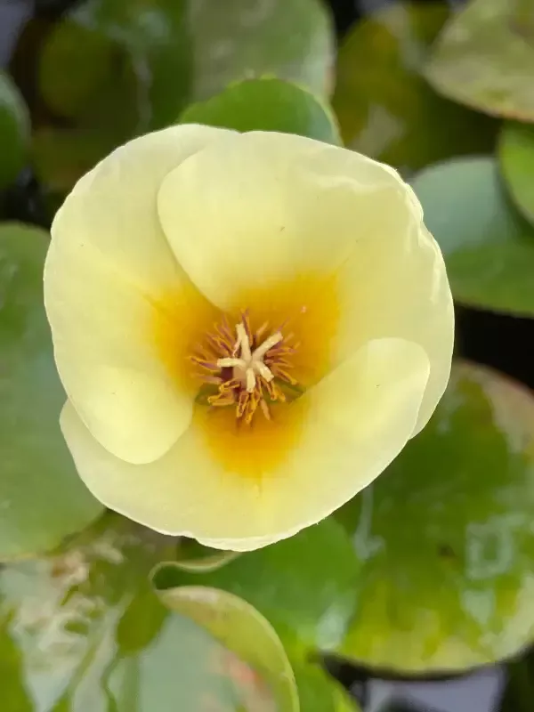 Hydrocleys nymphoides “Venezuelan Poppy”