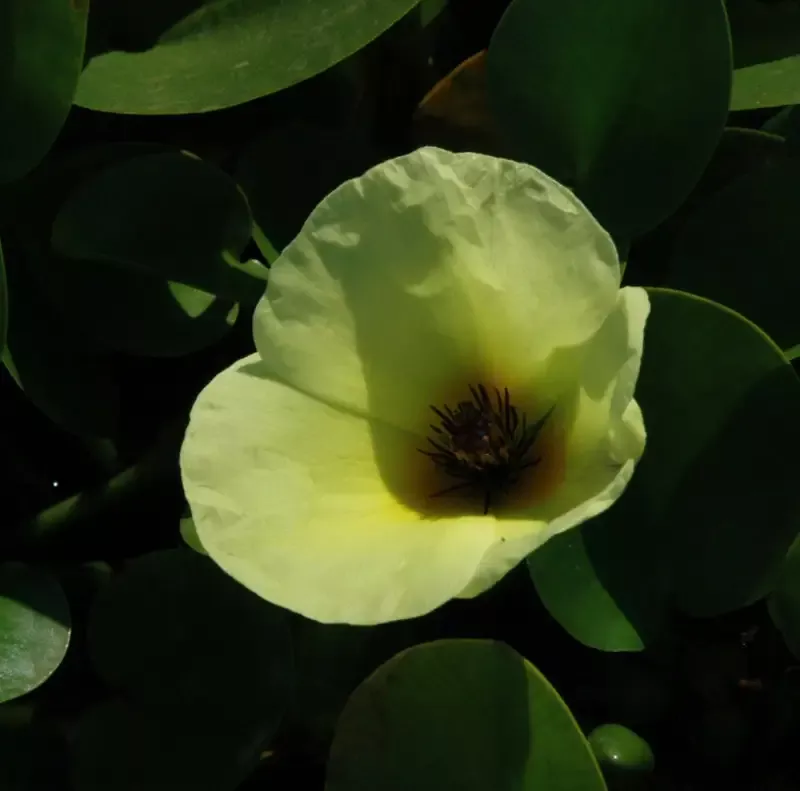 Hydrocleys Nymphoides “Water Poppy”