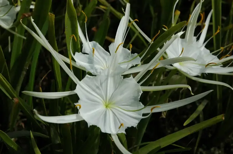 Hymenocallis lirisome “Spider Lily”