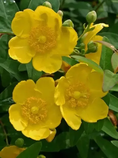 Hypericum ‘Hidcote Gold Cup’ St. Johnswort