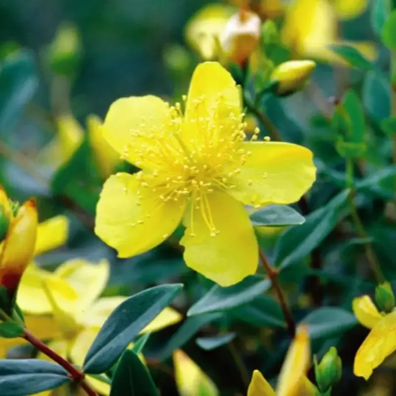 Hypericum ‘Sunburst’