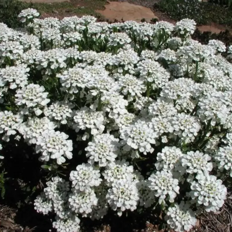 Iberis sempervirens ‘Purity’, Candytuft – [CG]