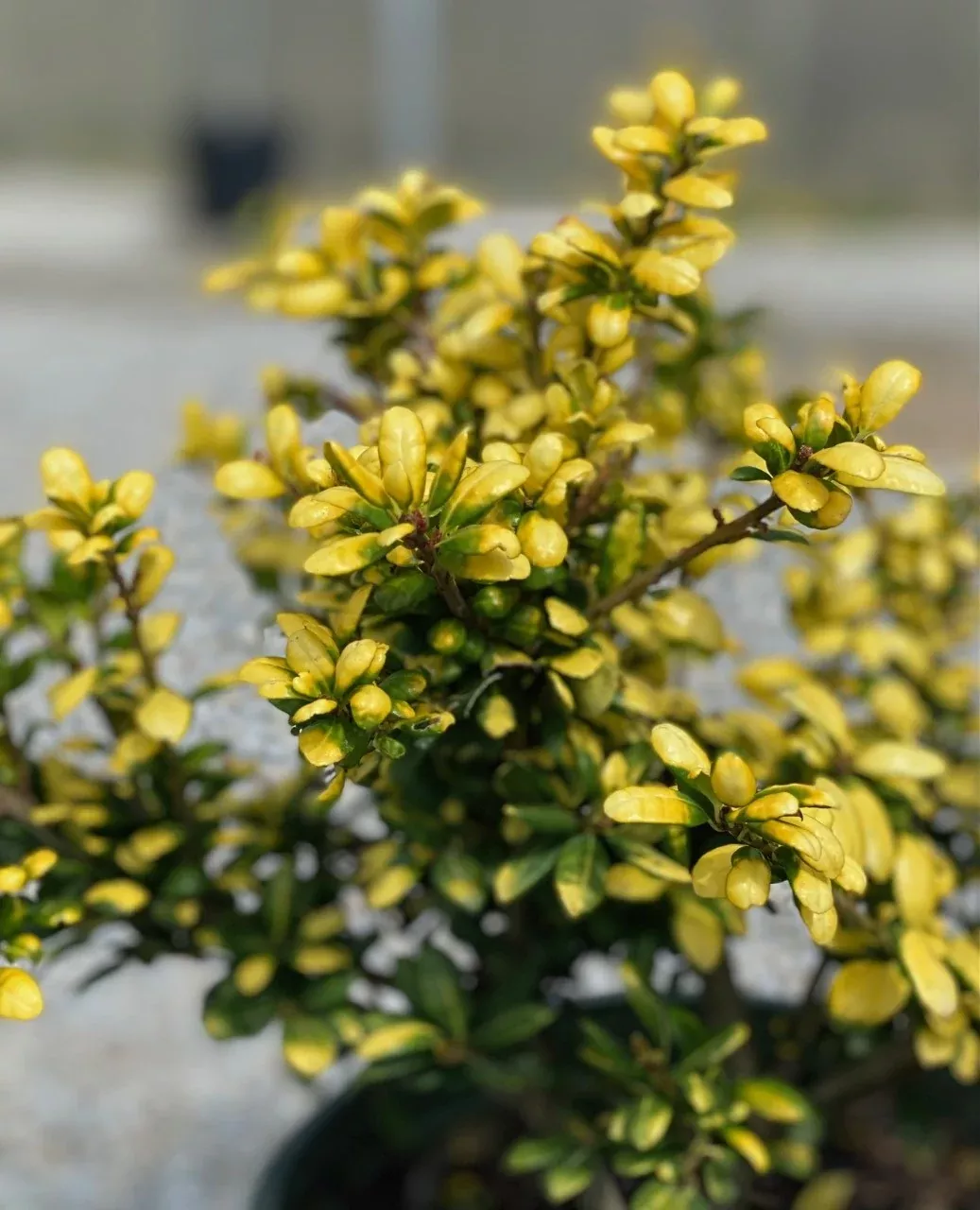 Ilex cr Drops of Gold #2