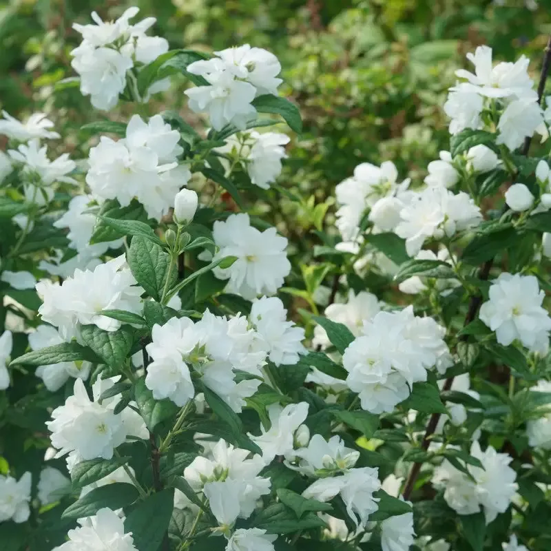 Illuminati Arch™ Mock Orange