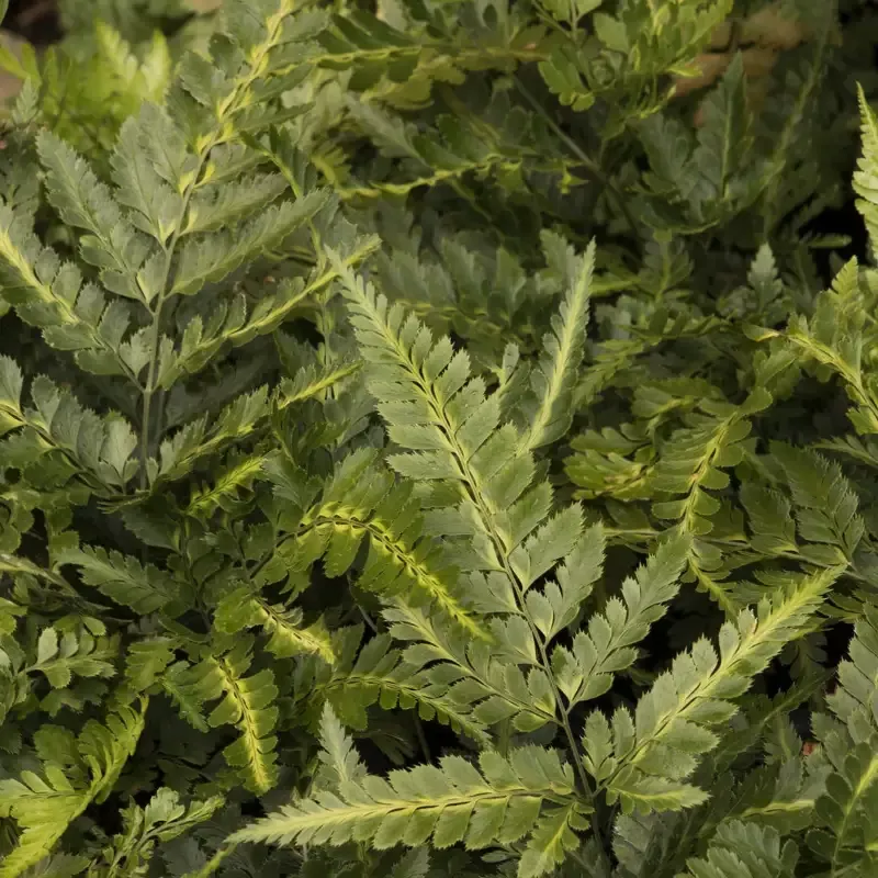 Indian Holly Fern