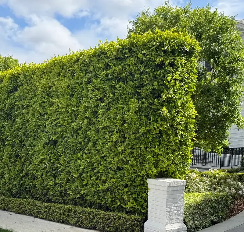 Indian Laurel