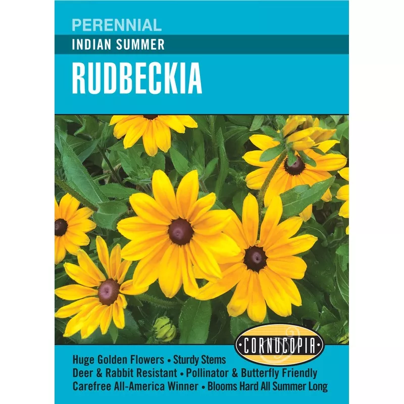 ‘Indian Summer’ Rudbeckia