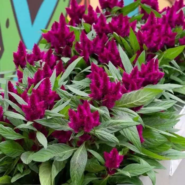 Intenz Dark Purple Celosia
