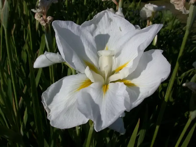 Iris Ensata “Anytus”