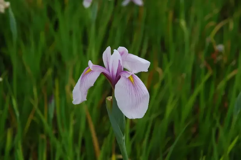 Iris ensata “Rose Queen”