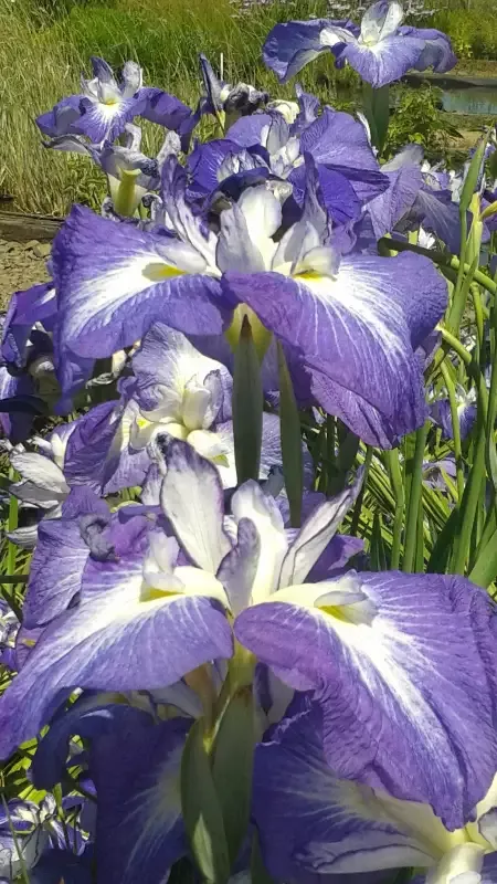 Iris Ensata “Violet”